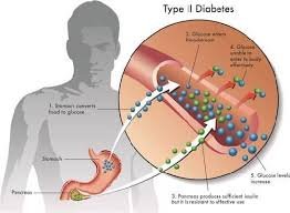Cardiac & Vascular Screening